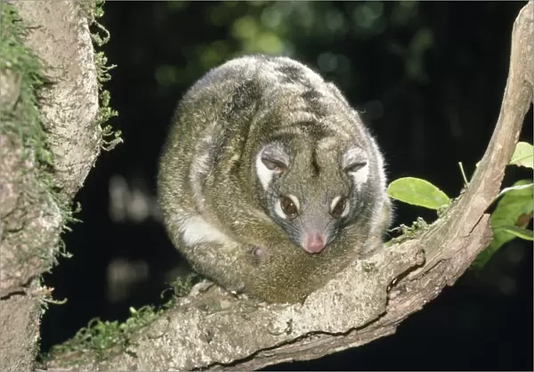 Green Ringtail Possum - resting