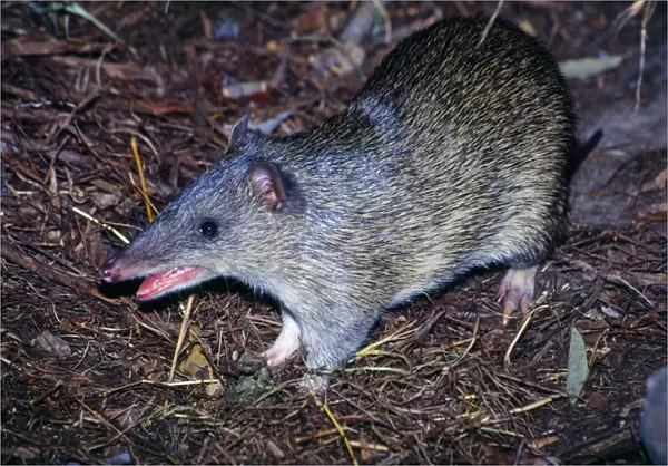 Northern Brown Bandicoot Distribution: North West through Northern Territiry to North New South Wales
