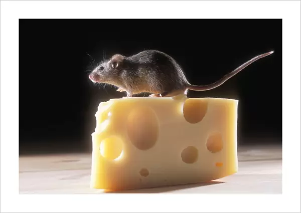 House Mouse - on cheese