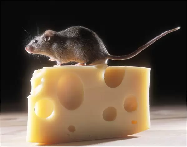 House Mouse - on cheese