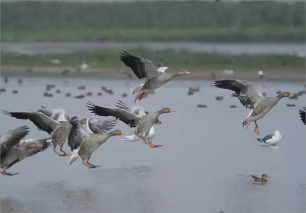 Greylag Geese - landing on water, Cley Marshes, Norfolk UK