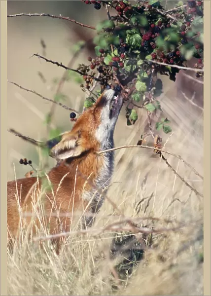 Fox - eating berries