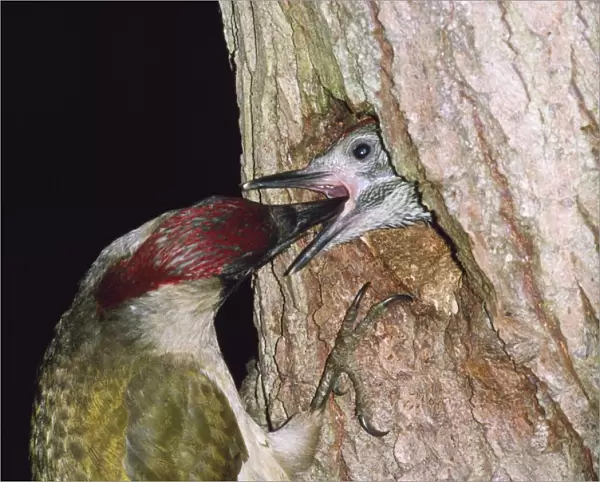 Green Woodpecker - feeding young at nest