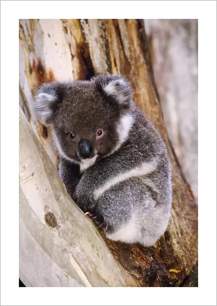Koala - in tree