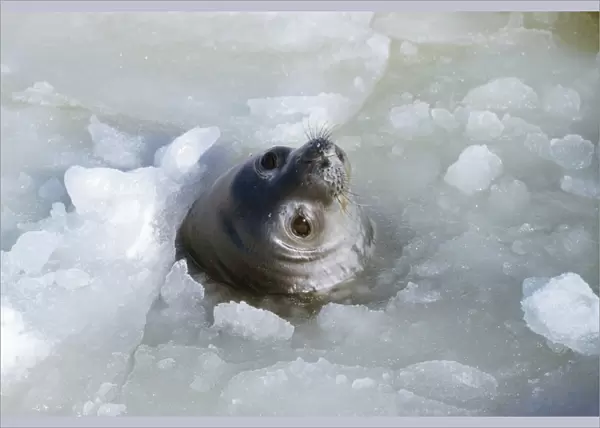Weddell Seal - at breathing hole Antarctica