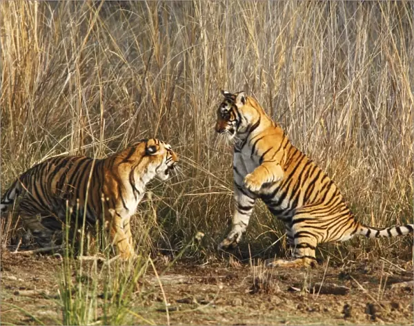 Young Royal Bengal Tigers play-fighting, Ranthambhor National Park, India