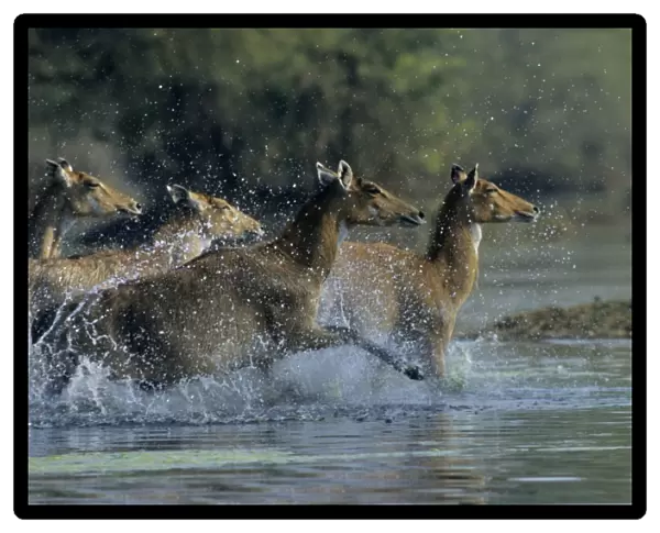Nilgai  /  Bluebuck  /  Blue bull Antelope - Females running through the wetland. Keoladeo National Park India