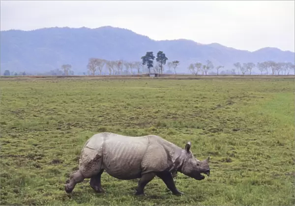 Indian Rhino injured in fight with another Rhino, Kaziranga National Park, India