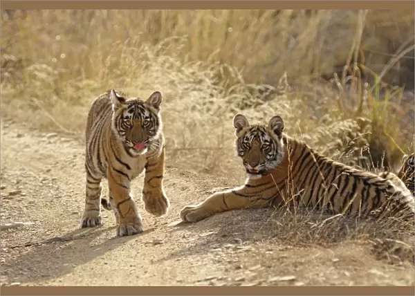 Bengal  /  Indian Tiger - two cubs Ranthambhor National Park, India