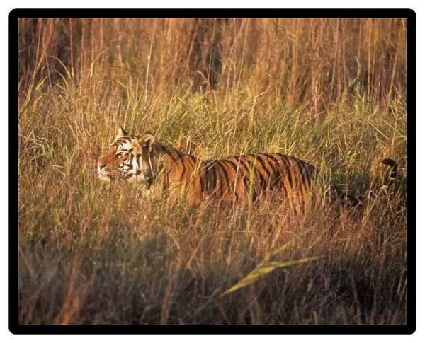 Bengal  /  Indian Tiger - on the move through grassland Bandhavgarh National Park, India