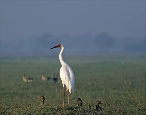 Siberian Crane on the mound, Keoladeo National Park, India. Critically endangered