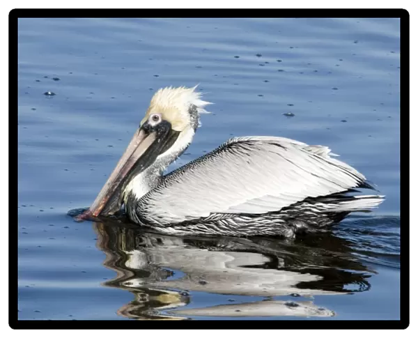 Brown Pelican on water fishing, Florida Panhandle, Florida USA