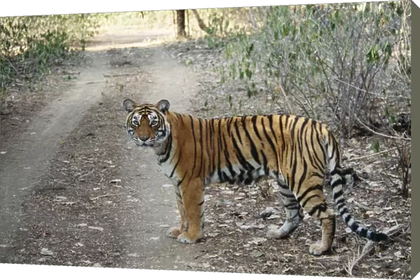 Bengal  /  Indian Tiger Ranthambhore National Park, India