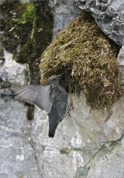 American Dipper - at it's streamside nest Yellowstone National Park