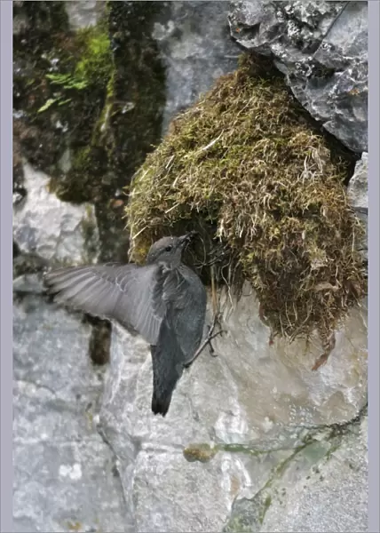 American Dipper - at it's streamside nest Yellowstone National Park