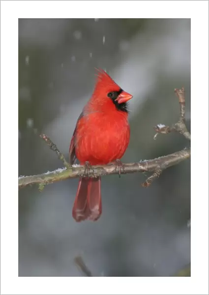 Northern Cardinal Hamden, CT, USA