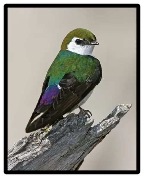 Violet-green Swallow Yellowstone National Park, Wyoming, USA