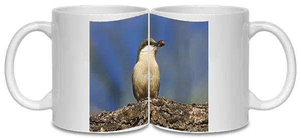 Pygmy Nuthatch - with nut in beak
