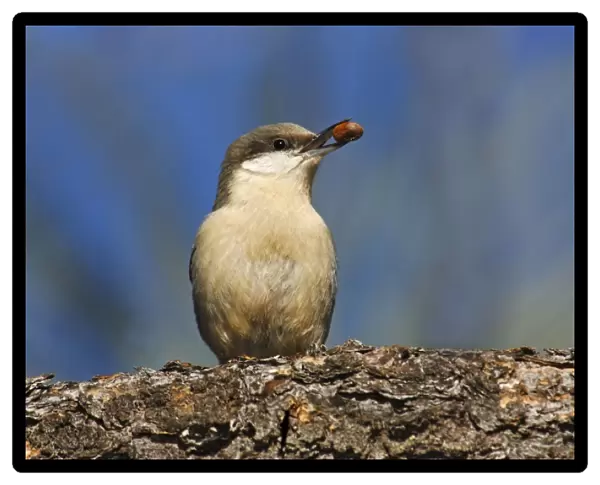 Pygmy Nuthatch - with nut in beak