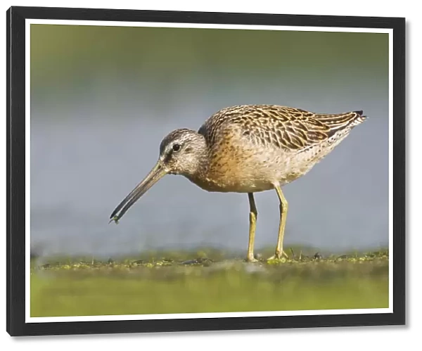 Short-billed Dowitcher - in August at Jamaica Bay NWR - NY- USA