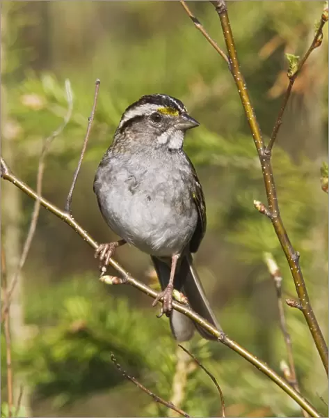 White-throated Sparrow - in Maine boreal forest in May. USA