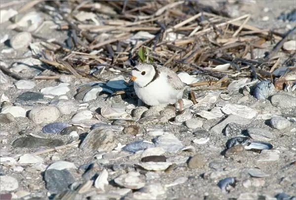 Piping Plover - on nest with eggs Threatened species