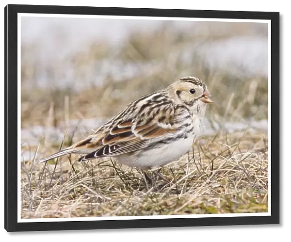 Lapland Longspur  /  Lapland Bunting. Winter in CT, December, USA
