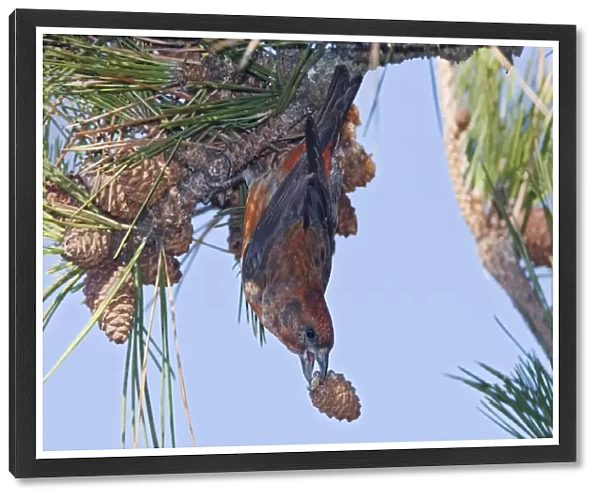 Red crossbill - male with a pine cone in winter. December in CT. USA