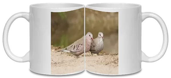 Common Ground Dove South Texas in March