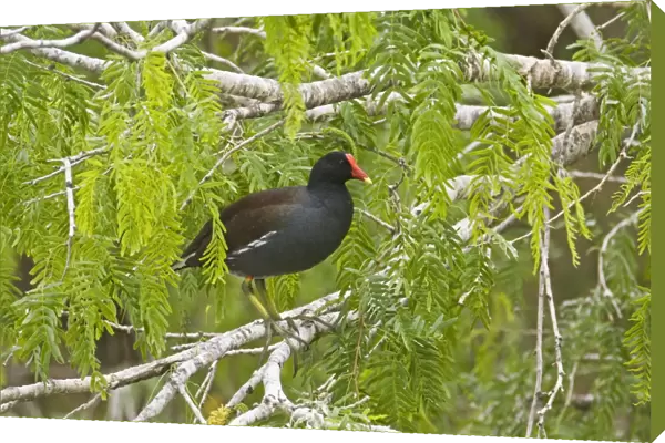 Common Moorhen South Texas in March