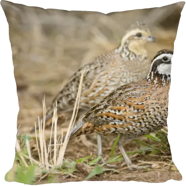 Northern Bobwhite - small Chicken -like bird of eastern US and Mexico. South Texas in March