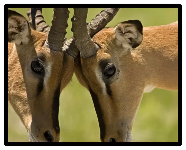 Black Faced Impala-Males locking horns-close up Etosha National Park-Northern Namibia-Africa