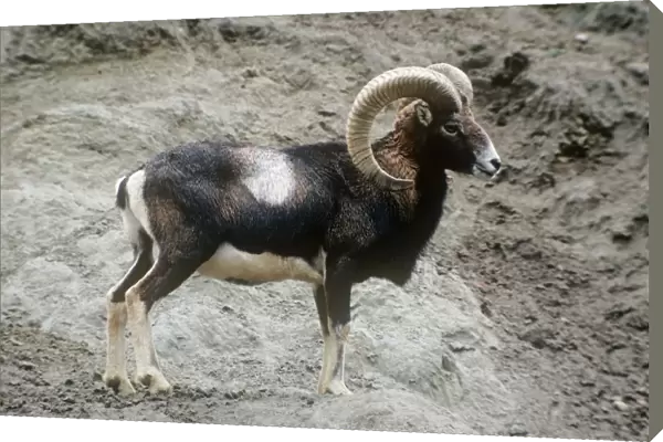 Mouflon Sheep - male