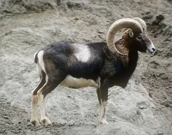 Mouflon Sheep - male