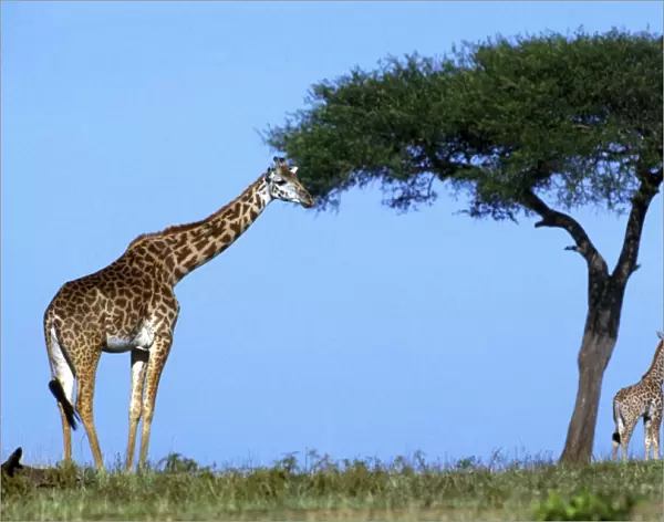 Reticulated Giraffe - two, one grazing on tree