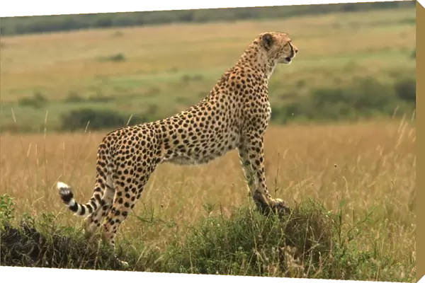 Cheetah - standing. Maasai Mara - Kenya - Africa