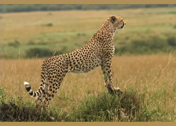 Cheetah - standing. Maasai Mara - Kenya - Africa