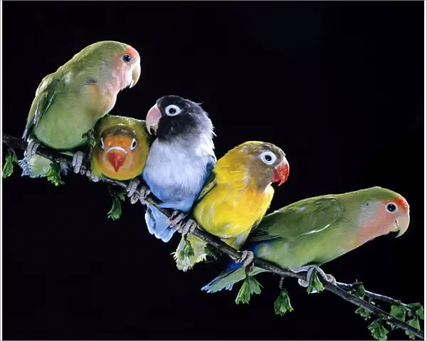 Lovebirds Together on branch