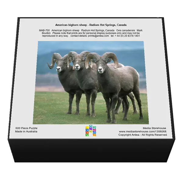 American bighorn sheep - Radium Hot Springs, Canada