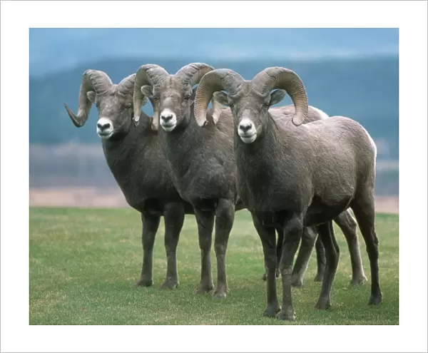 American bighorn sheep - Radium Hot Springs, Canada