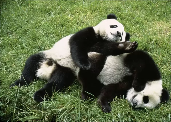 Giant Panda - x 2 playing