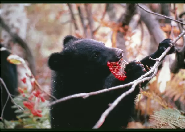 Asiatic Black Bear  /  Japanese Black Bear Japanese sub species, eating