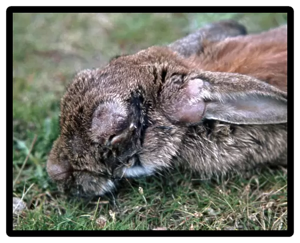 Rabbit with myxomatosis