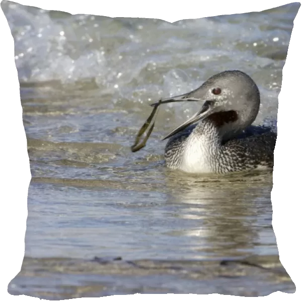 Red-throated Diver - Fishing in sea, but catches seaweed. October Isles of Scilly, UK