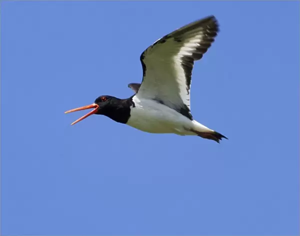 Adult Oystercatcher in flight calling Isles of Scilly, July