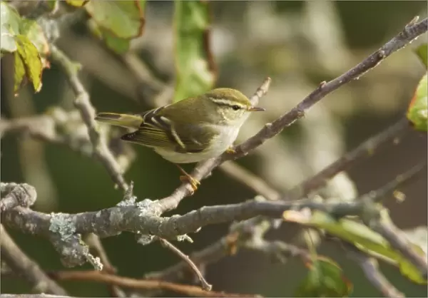Yellow-browed Warbler - perched on branch, October Isles of Scilly