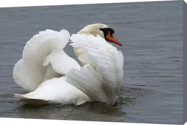 Mute Swan in aggresive pose