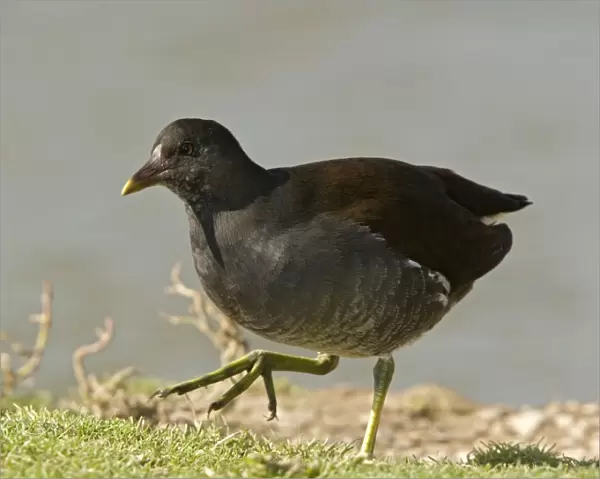Young moorhen by water