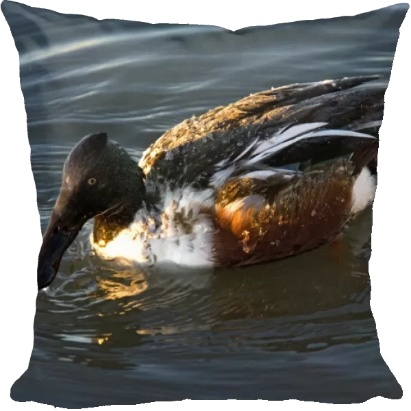 Northern Shoveler - male in midwinter. New Mexico, USA