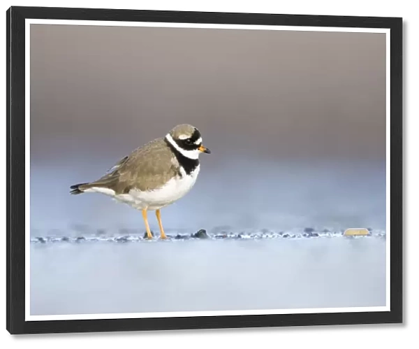 Ringed Plover Ground level view of adult in winter on sandy beach. Cleveland, UK